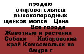 продаю очаровательных высокопородных щенков мопса › Цена ­ 20 000 - Все города Животные и растения » Собаки   . Хабаровский край,Комсомольск-на-Амуре г.